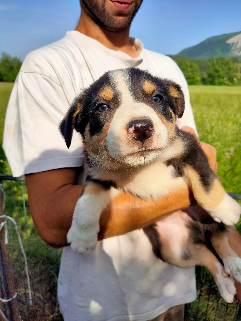 Freedom Of Shepherd - Chiot disponible  - Border Collie