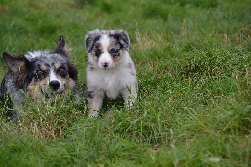 Freedom Of Shepherd - Border Collie - Portée née le 29/06/2016