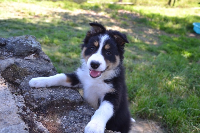 Freedom Of Shepherd - Border Collie - Portée née le 25/04/2016