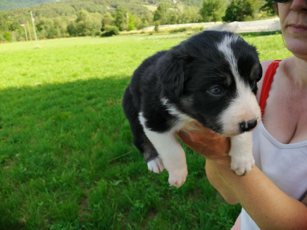 Freedom Of Shepherd - Border Collie - Portée née le 25/05/2019